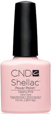 CND - Vỏ sò hồng rõ ràng 