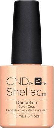 CND - Bồ công anh vỏ sò ***ĐẶC BIỆT***